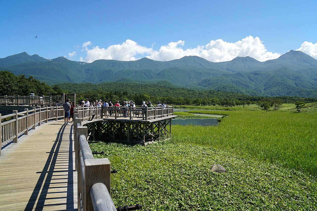 A wooden elevated boardwalk crosses green wetland grass toward forested Shiretoko mountains under a blue sky with a few walkers.