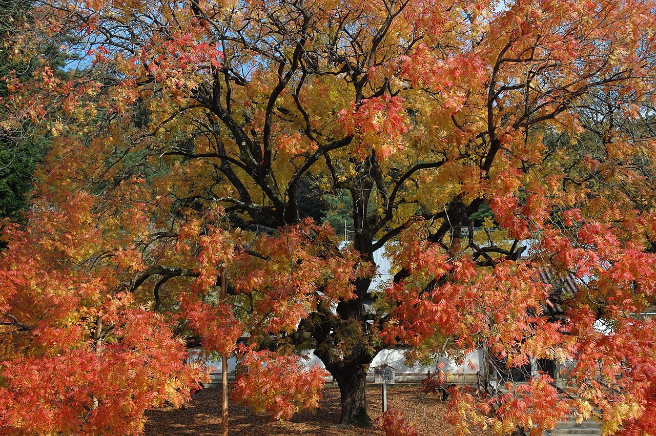 Chinese pistache tree at Shizutani School with its leaves turned orange and red in autumn