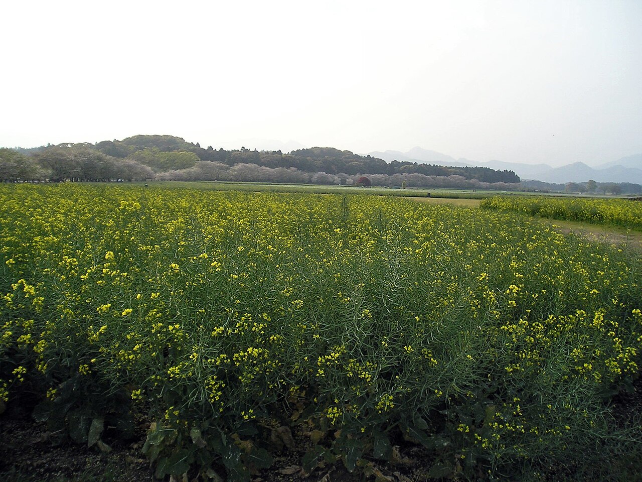 A field of yellow rape blossom in the foreground with a low wooded ridge and pale distant mountains behind under a hazy sky