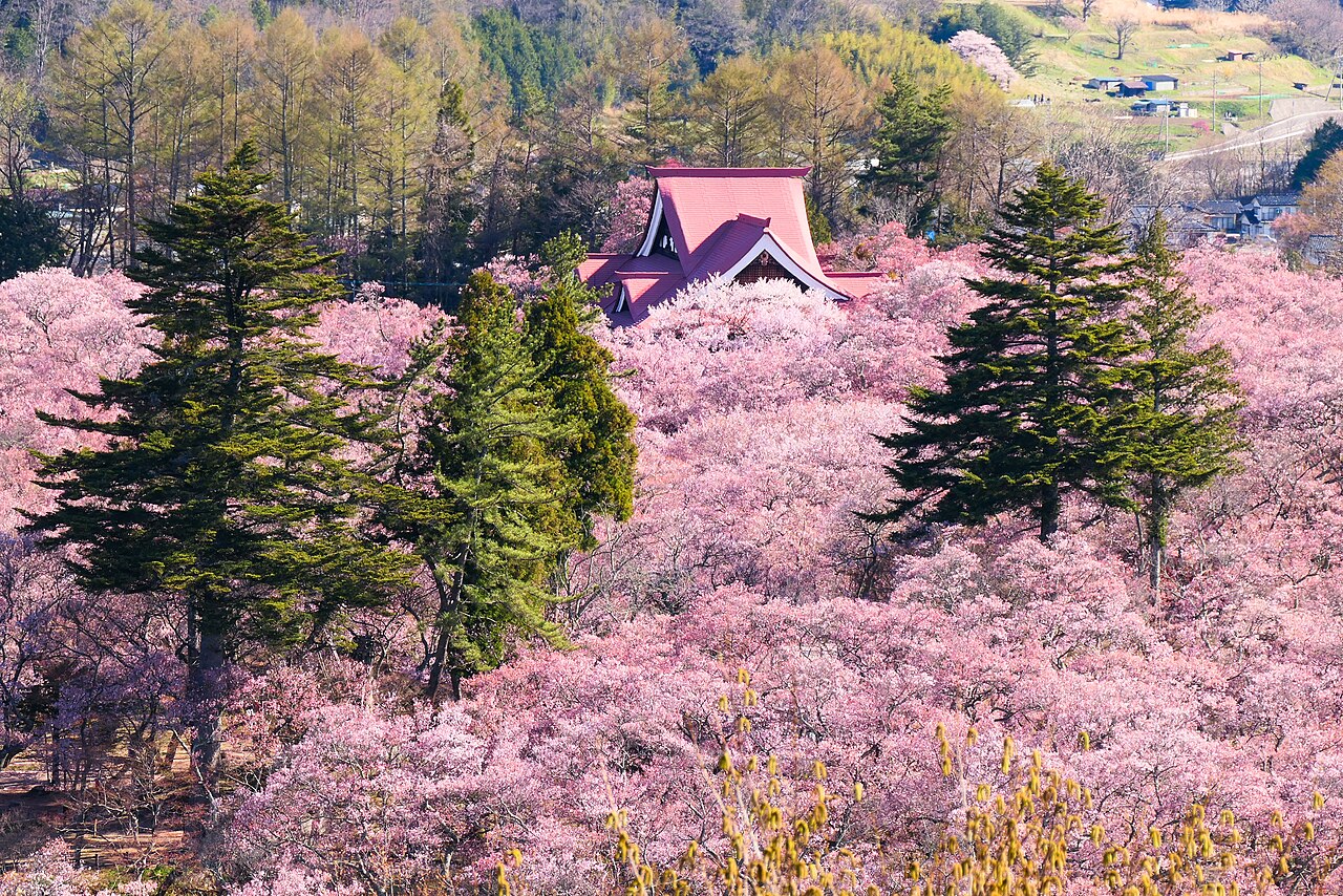 A red-roofed hall rising out of a dense sea of pink cherry blossoms and dark green conifers on the hill of Takato Castle Ruins Park.