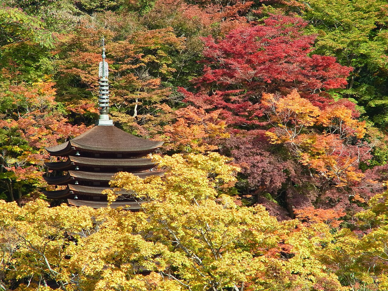 The dark tiered roofs of a tall wooden pagoda rise from a hillside covered in red, orange and yellow autumn maple leaves