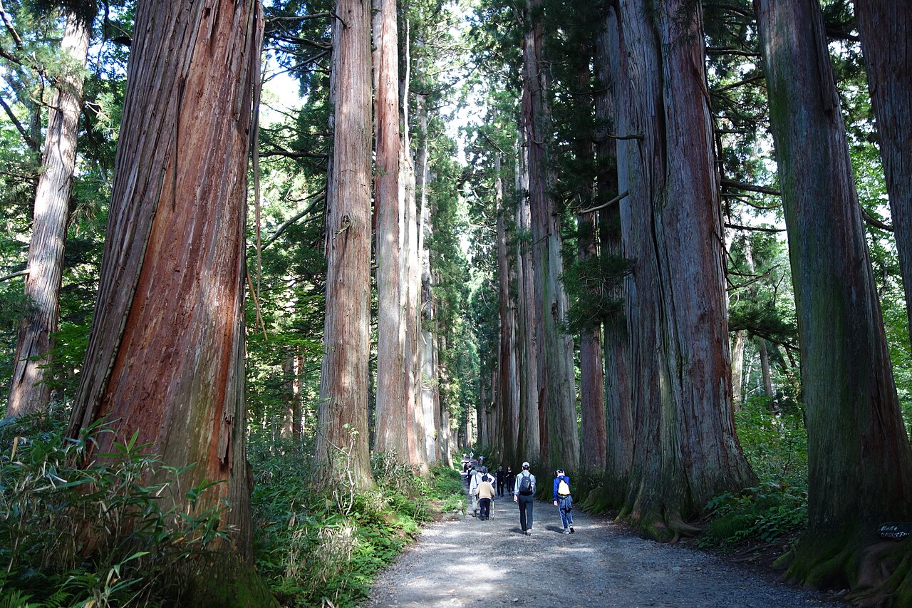 Gravel path running between tall straight cedar trunks on the approach to Togakushi Shrine Okusha, a few walkers in the distance