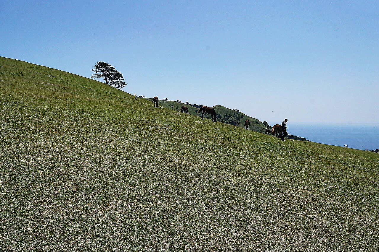 Misaki horses grazing along a green slope at Cape Toi under a clear blue sky, a lone pine on the ridge