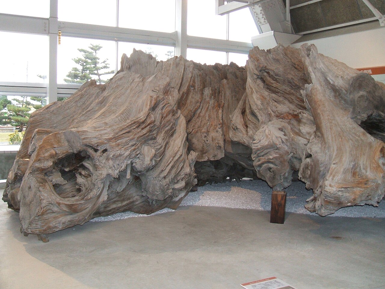 A huge pale, weathered tree stump with twisting roots displayed on a museum floor, with a small wooden stand beside it and tall windows behind.