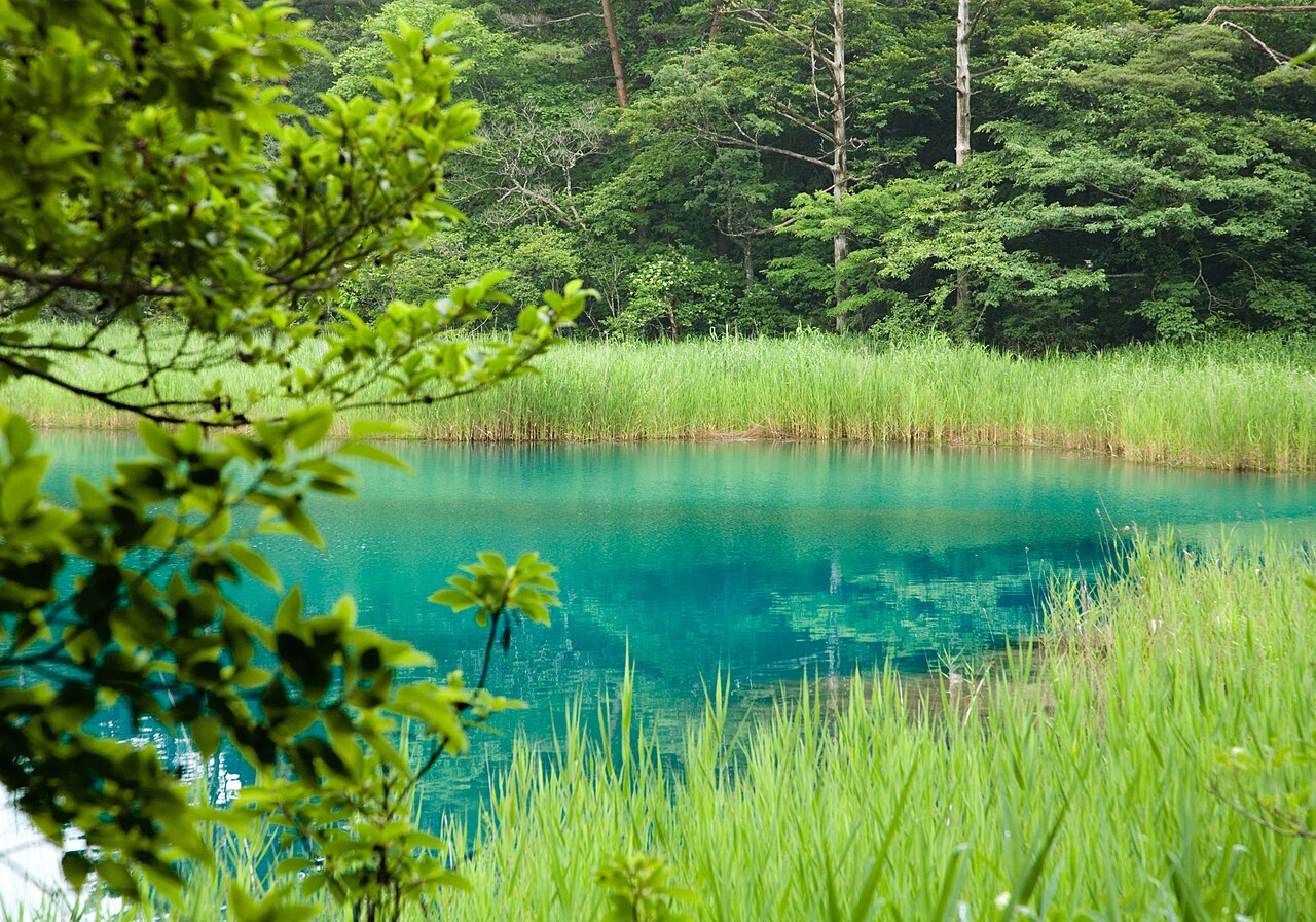 A turquoise pond at Goshikinuma seen through green leaves, with tall reeds along the far bank and dense forest behind.