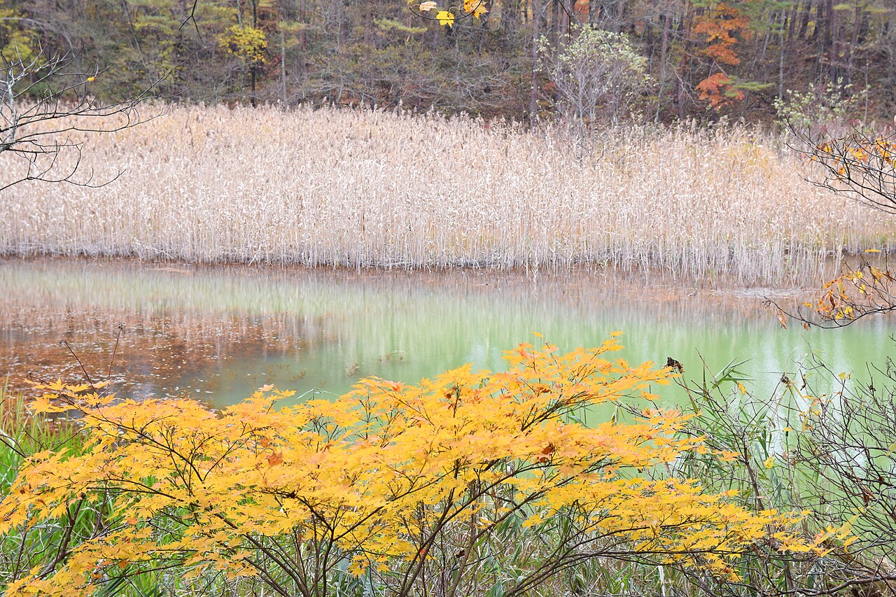 A pale green pond edged with dry golden reeds and a yellow maple bush in the foreground, at Goshikinuma in late autumn.
