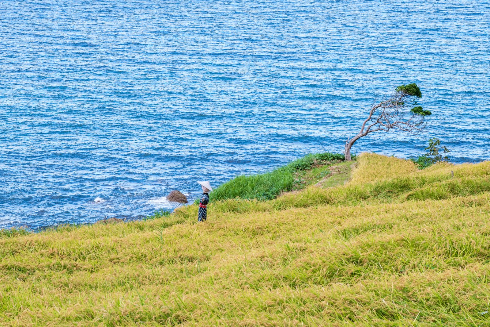 Shiroyone Senmaida rice terraces sloping down to the Sea of Japan, with a lone farmer on the grass