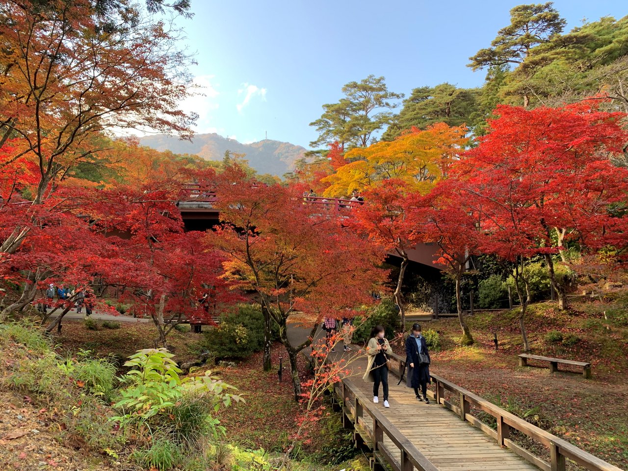 Autumn maple leaves and a wooden bridge in the Momijidani valley of Yahiko Park