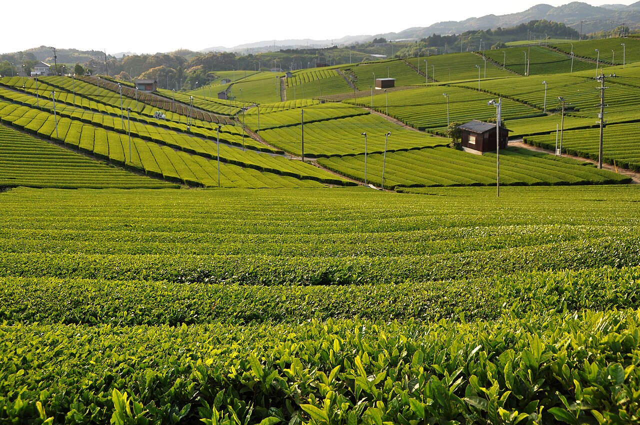 Close view of neat green rows of tea bushes on a hillside plantation in Yame, with low hills in the distance