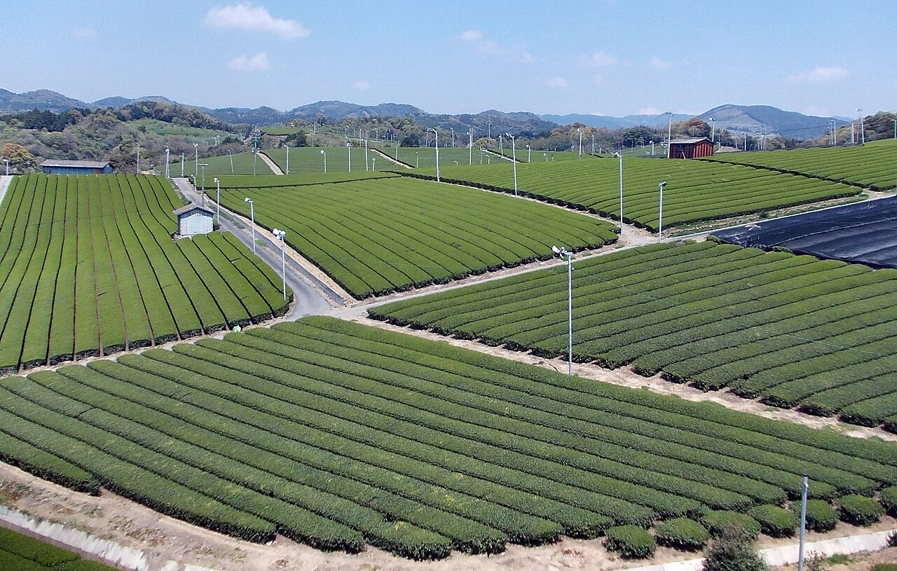 Looking down over a broad plantation of green tea hedges divided by narrow farm roads, with mountains on the horizon, in Yame
