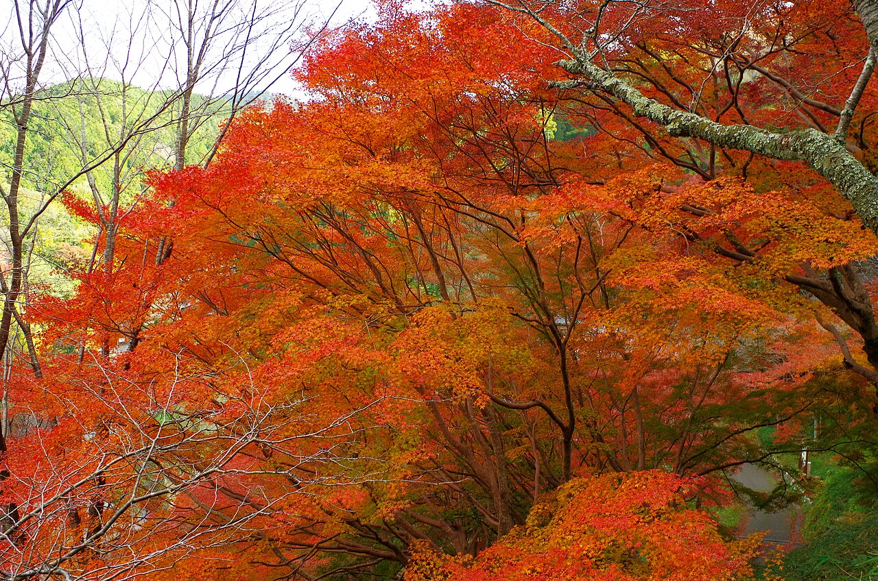 A maple tree in brilliant orange and red autumn colour on Mount Yoshino, its branches spreading across the frame with green hills behind