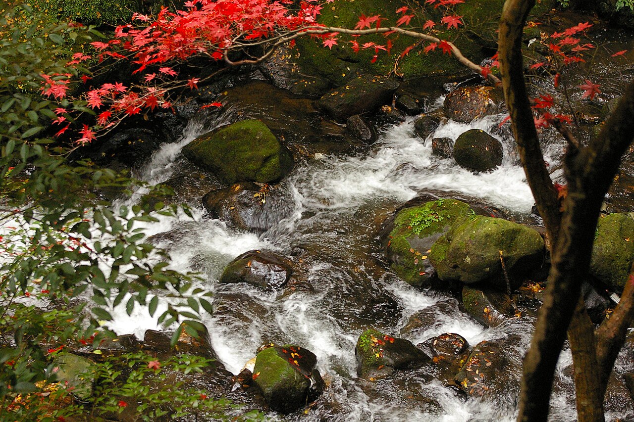 A fast clear stream tumbling over mossy boulders, with red maple leaves hanging over the water.