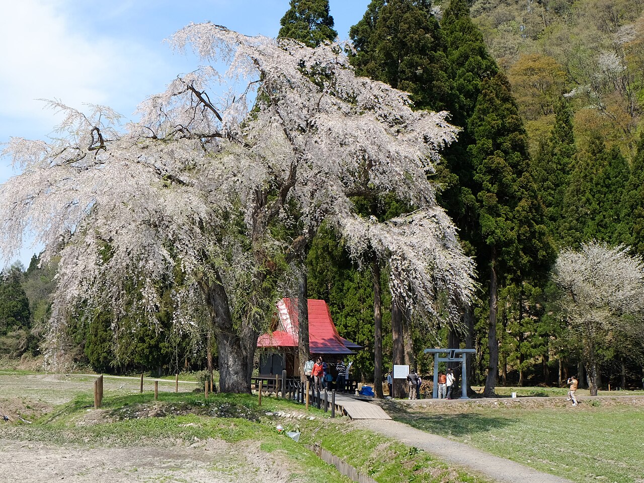 A large weeping cherry tree in pale blossom beside a small red-roofed shrine, with tall dark trees behind.
