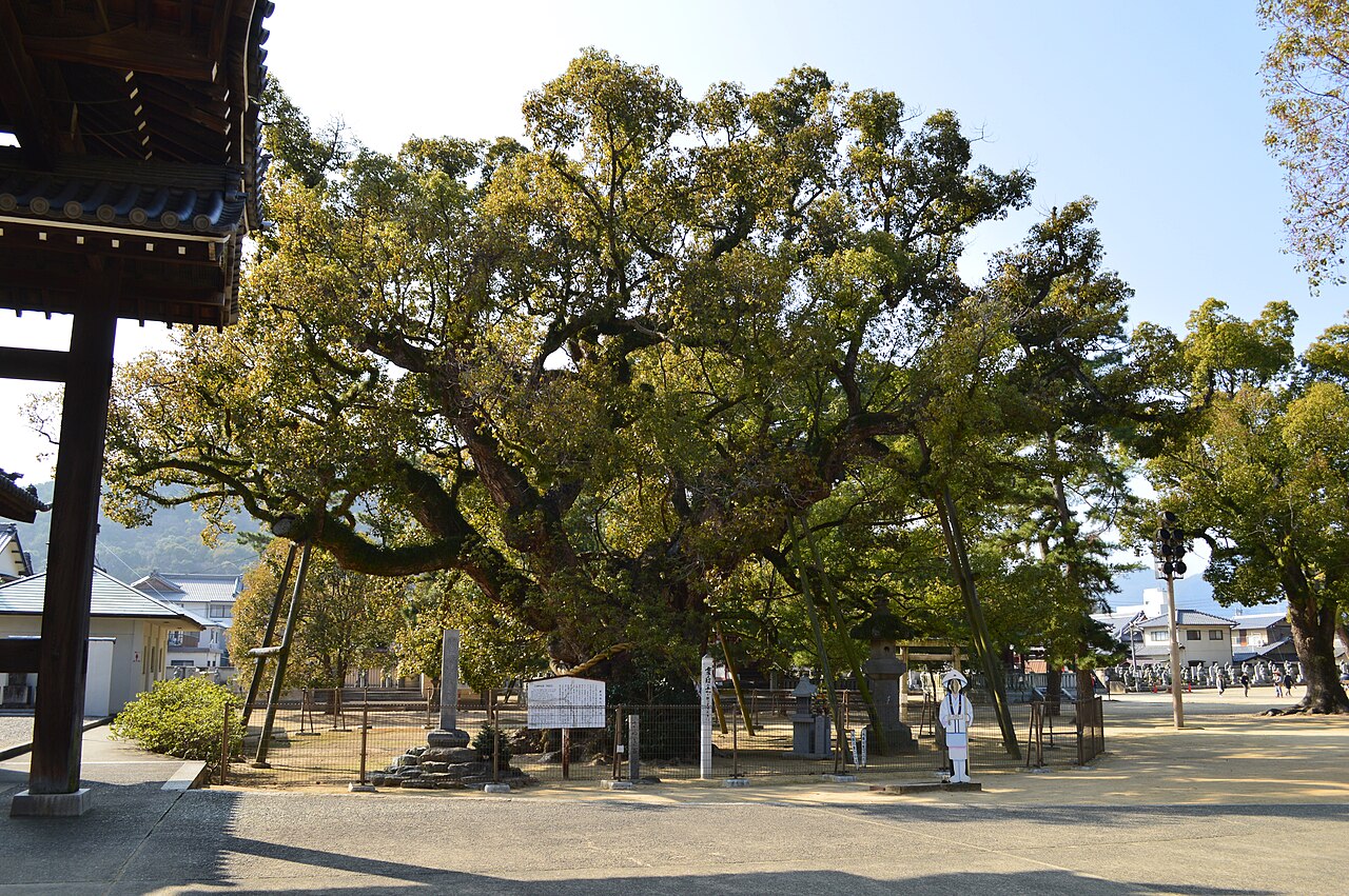A huge old camphor tree with a broad, spreading canopy and thick trunk in an open temple compound, with low buildings and mountains in the distance.