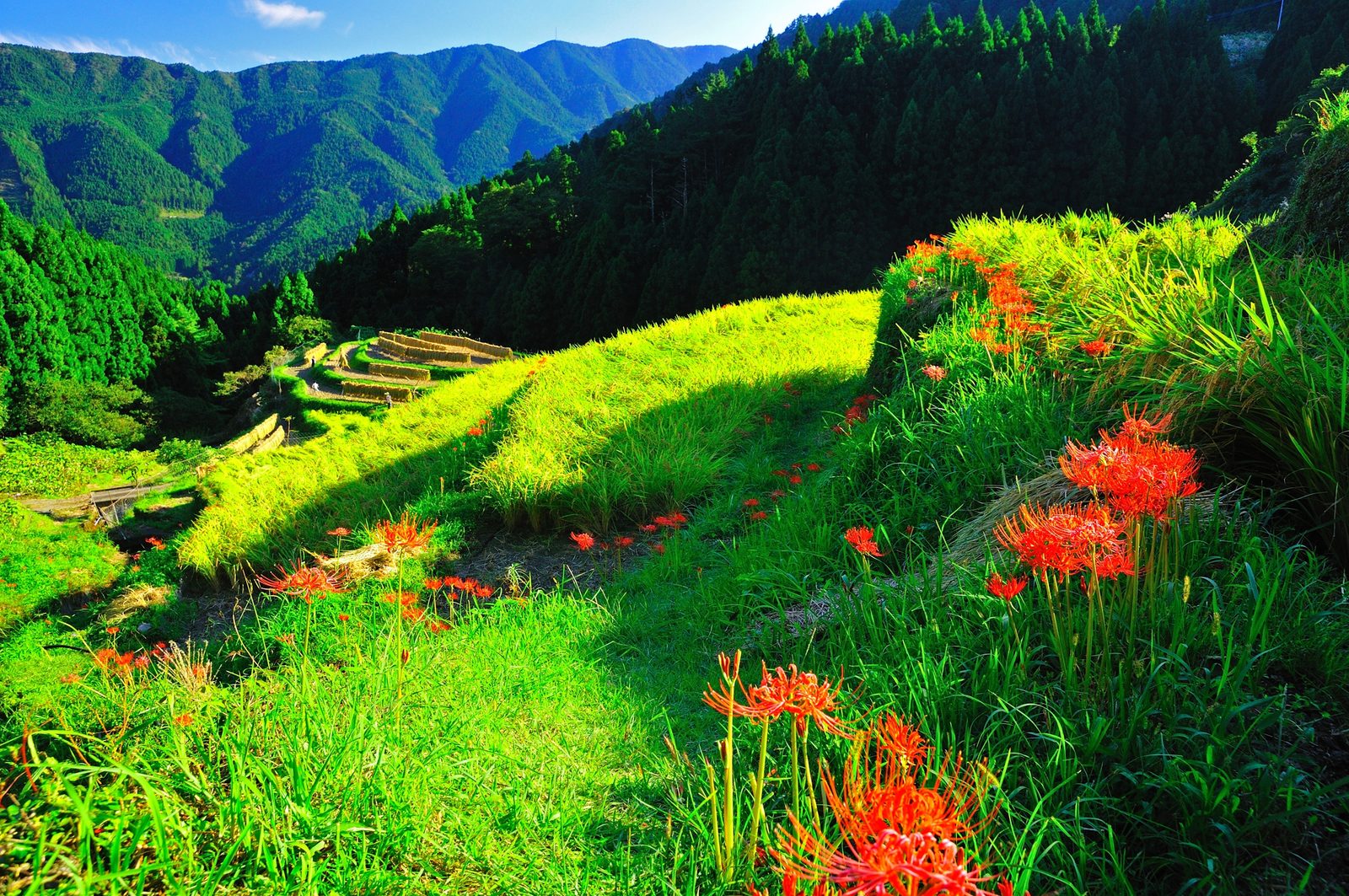 Clusters of red spider lilies on a grassy bank in the foreground, with terraced fields and forested ridges receding into the distance under a blue sky