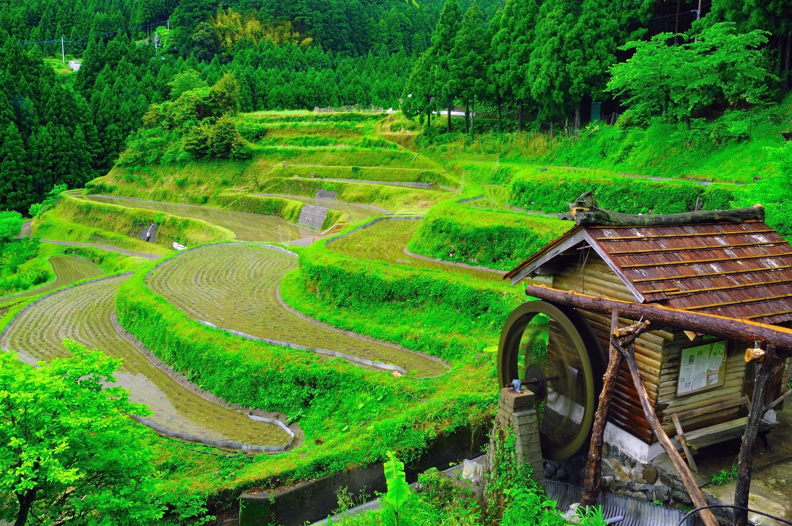 Curving green rice terraces on a wooded slope, with a small wooden hut and a waterwheel in the right foreground