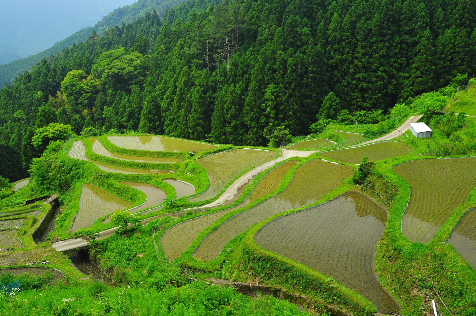Stepped rice terraces filled with water and young rice on a forested mountainside, a narrow farm track winding between the paddies under a hazy sky