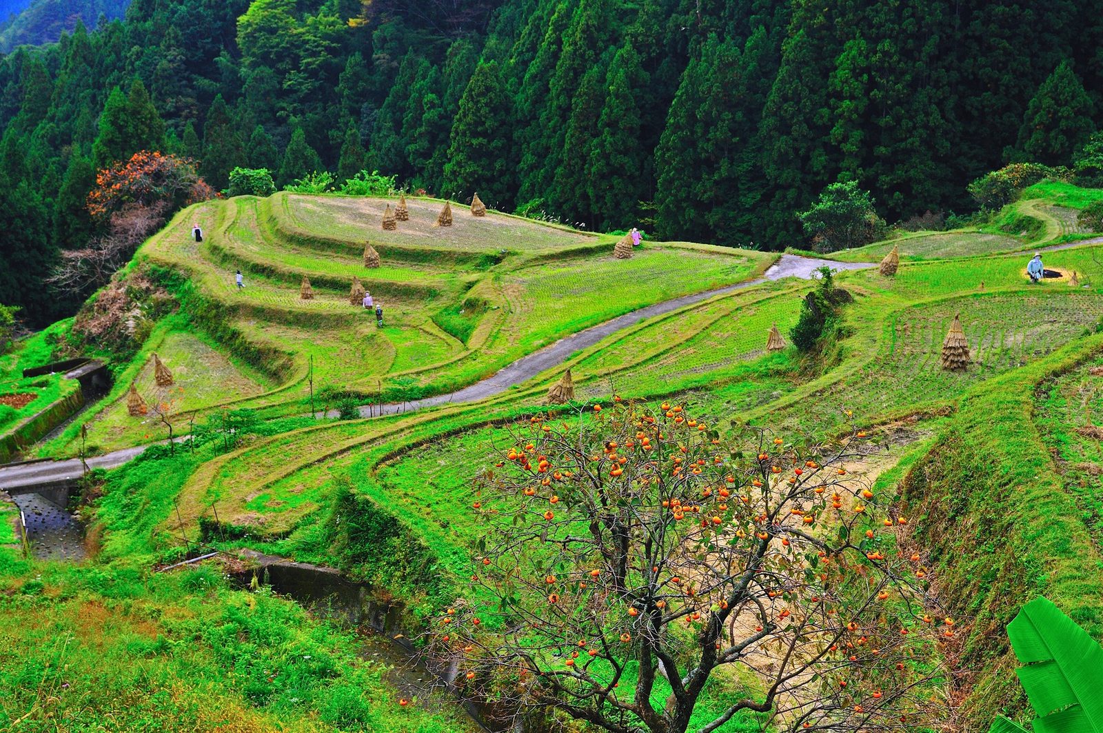 Harvest-time terraces with rice sheaves stacked in the paddies, a persimmon tree heavy with orange fruit in the foreground and cedar forest rising behind