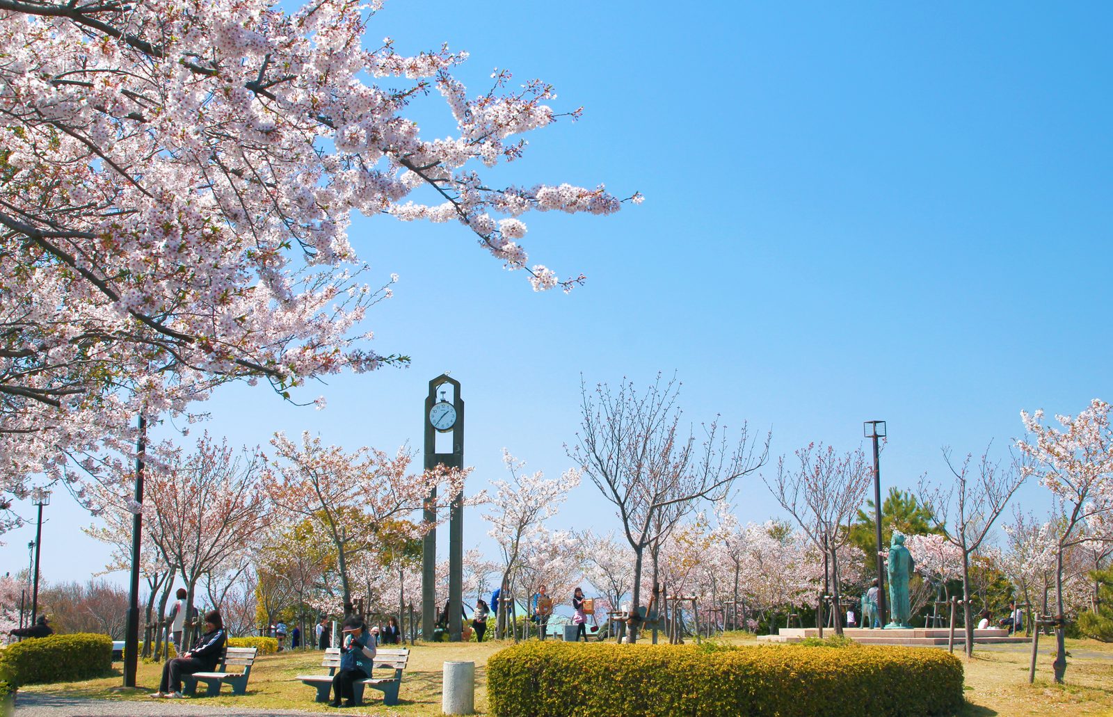 Cherry trees in bloom around a lawn on a hilltop park with a tall clock post, benches and a few people under a blue sky