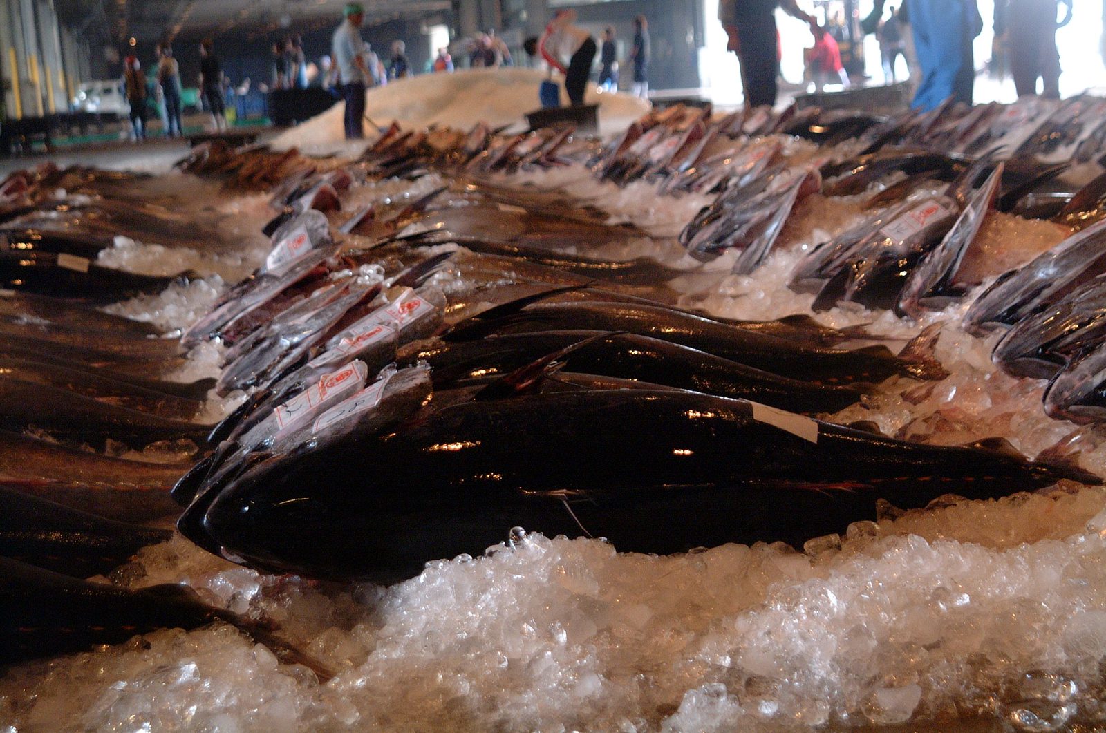 Rows of whole tuna laid out on crushed ice in the market hall, with workers standing in the background