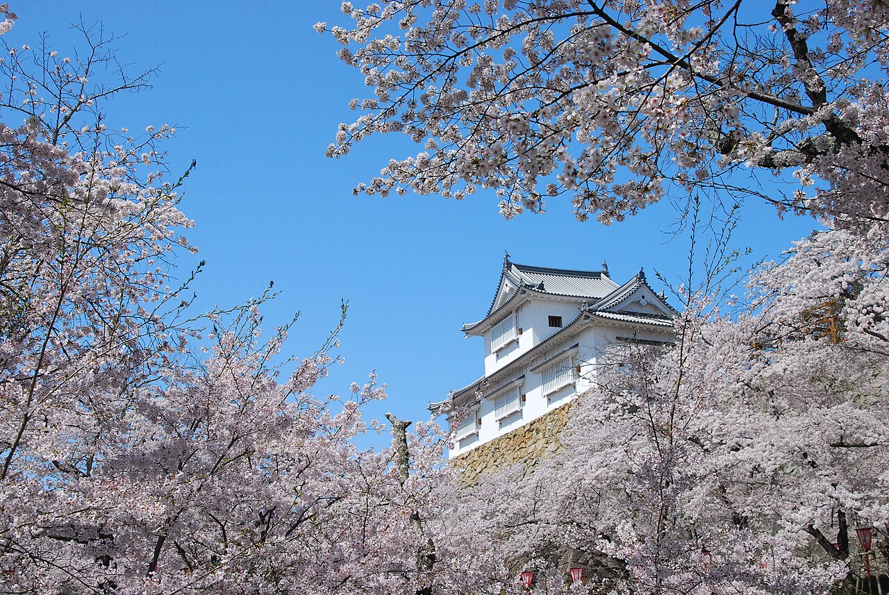 The white Bitchu Yagura turret of Tsuyama Castle framed by blooming cherry trees