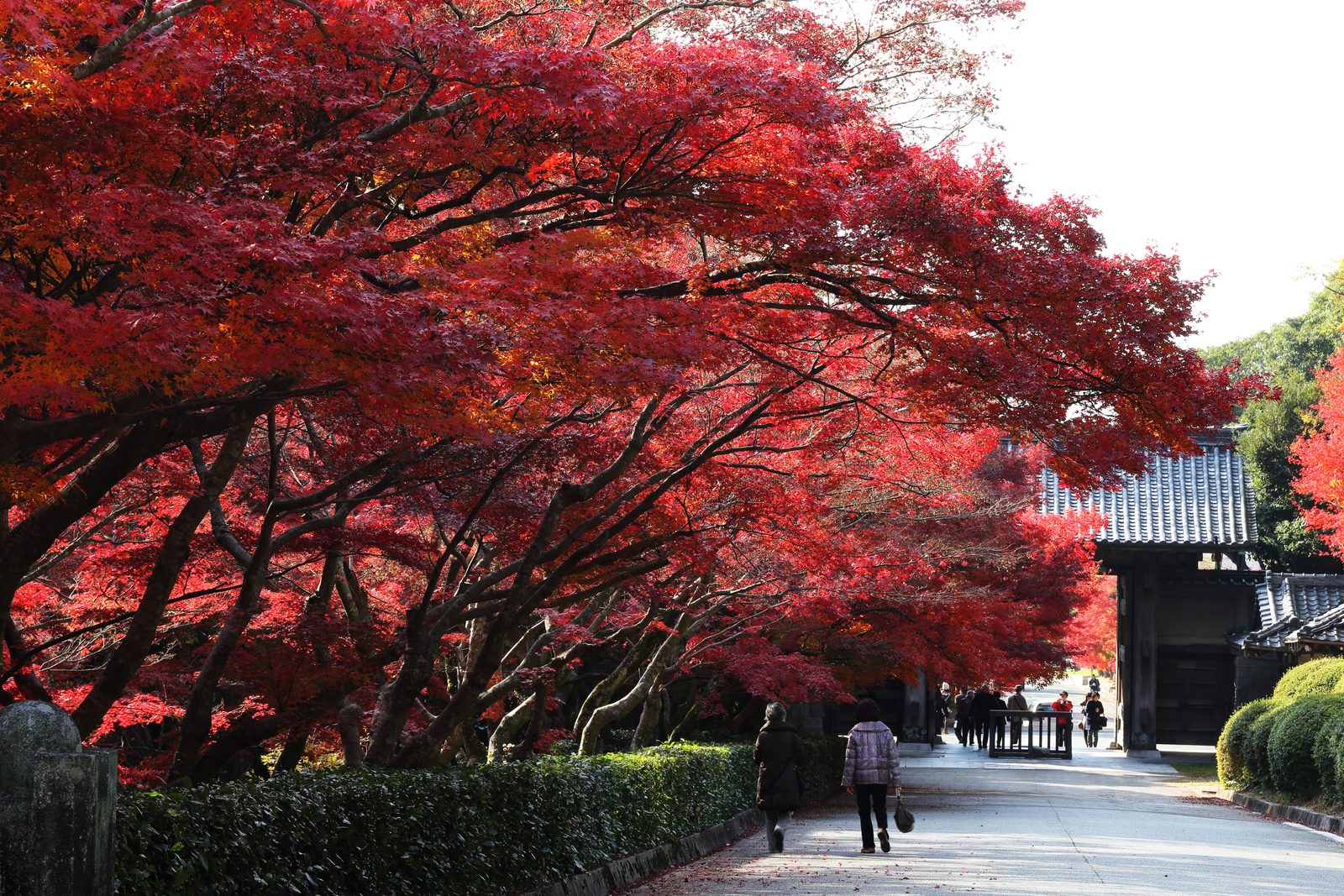 Visitors walking under a canopy of red autumn maples along the approach to the gate of the former Mohri residence in Hofu